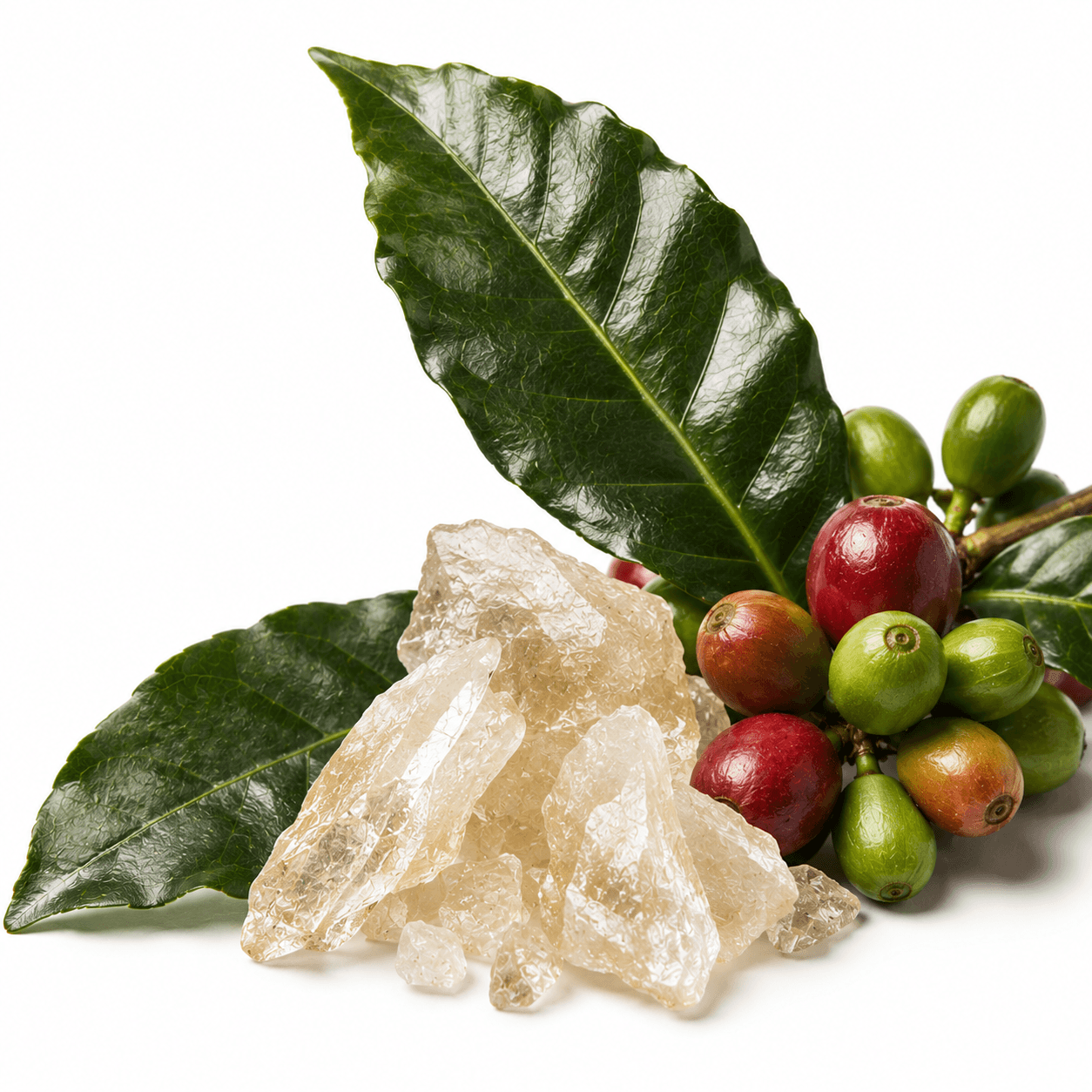 Kucha resin crystal with camellia leaves and coffee berries