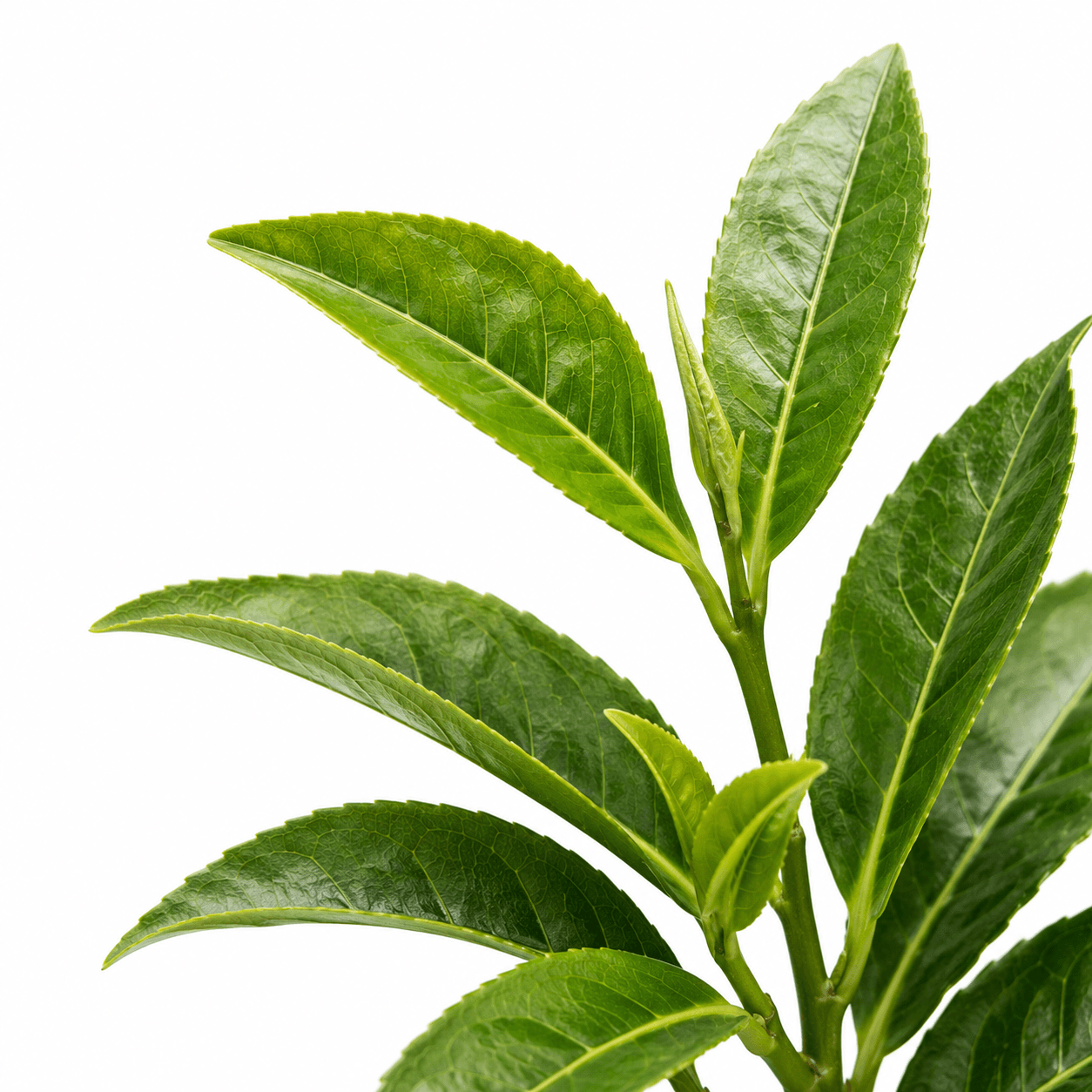 Fresh green tea leaves