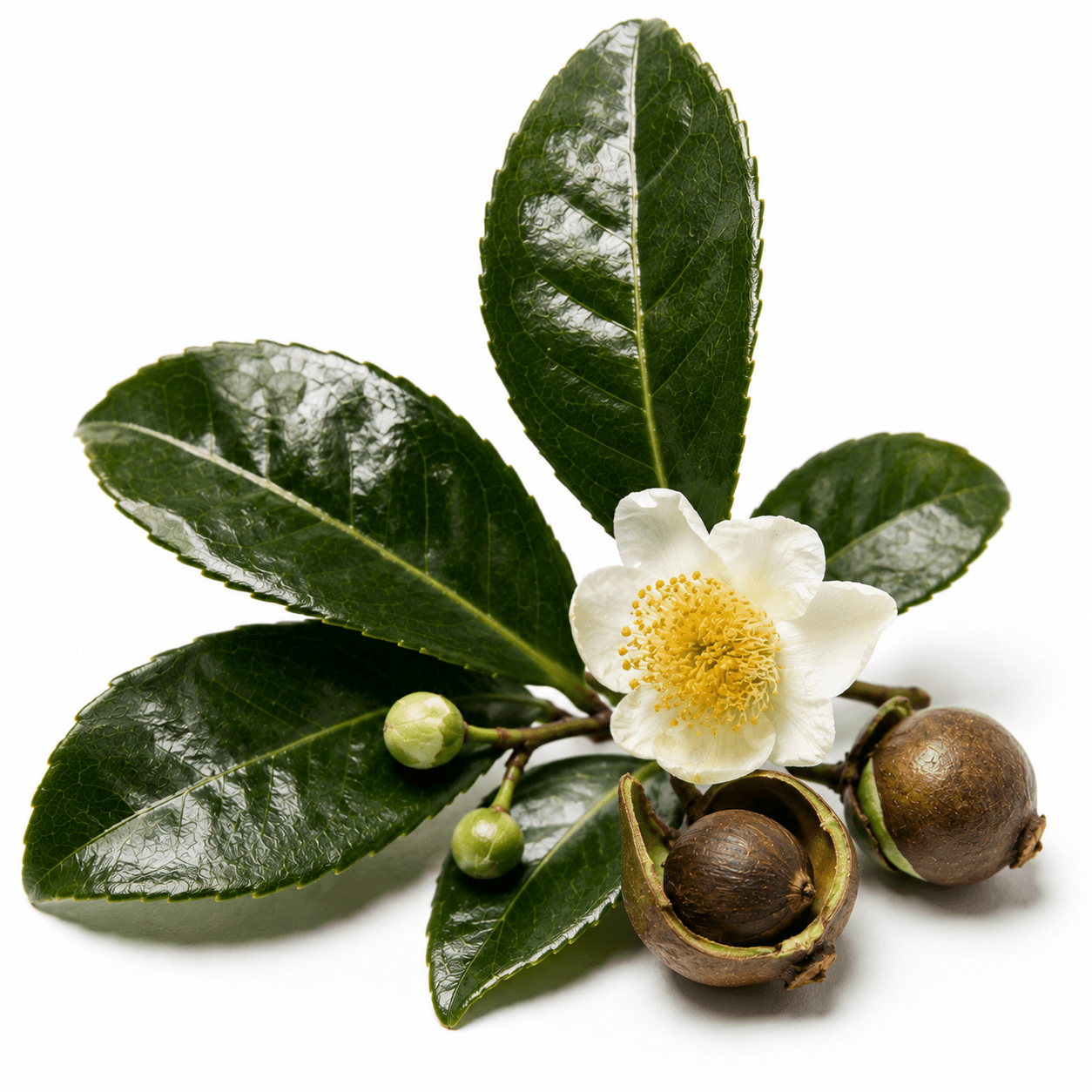Camellia tea leaves with a white flower and seed pods, botanical source for theacrine
